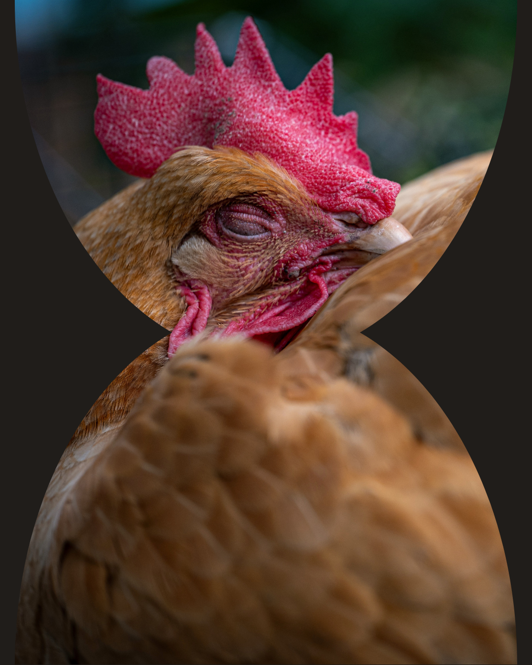 Stylized sleep mask chicken
